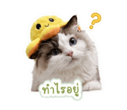 855883118