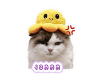 855883121
