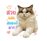 855883150