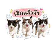 855890688