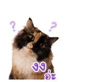 855897378