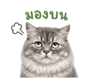 855897445