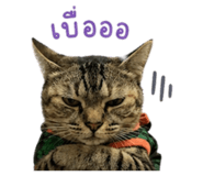 855897724