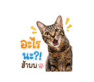 855907005