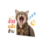 855907006