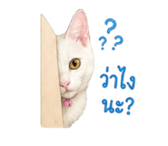 855908194