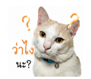 855911103