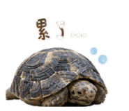 855916340