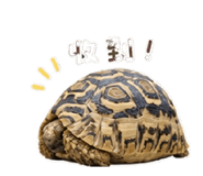 855916345