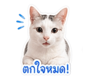 855923156