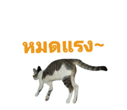 855923193