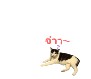 855923199