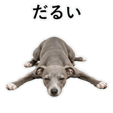 855964394
