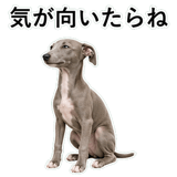 855964411