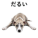 855964930