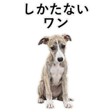 855964939