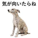 855964947