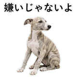 855964951