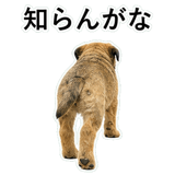 855965004