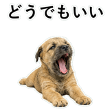 855965008
