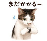 856020211