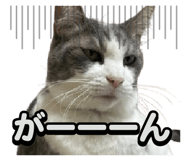 856021650