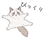 856031333