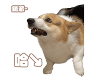 856060323