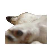 856060327