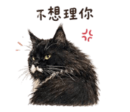 856060913