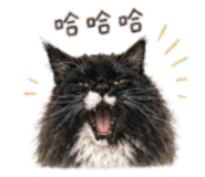 856060926