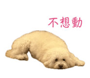 856061529