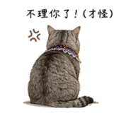 856069087