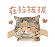 856070115