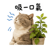 856079707