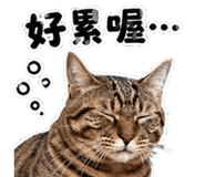 856080209