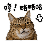 856080228