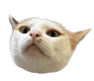 856088456