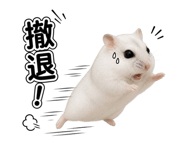856089507