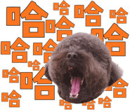 856096170
