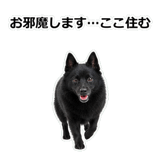 856114063