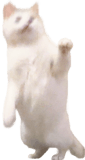 856116002