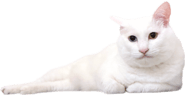856116012