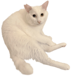 856116013