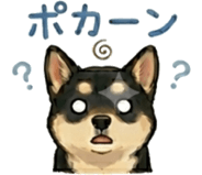 856116286