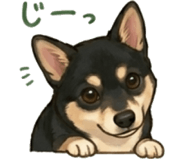856116300