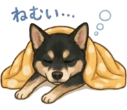 856116304