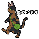 856116955
