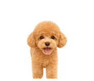 856122781