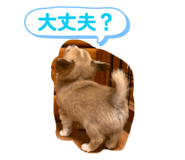 856123753